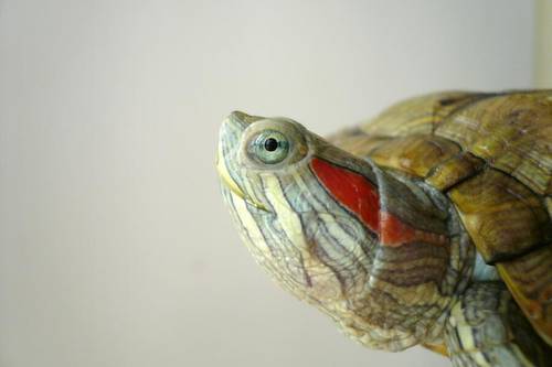 Какие витаминные и минеральные добавки давать красноухим черепахам?
