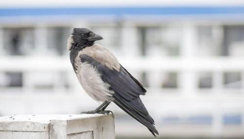 Чудеса на горке. Где можно увидеть чудо?