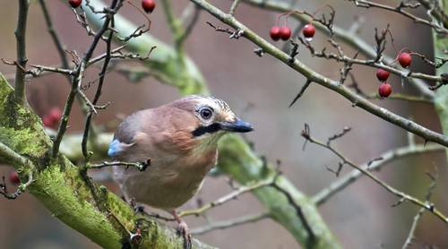 Евразийская сойка (Garrulus glandarius)