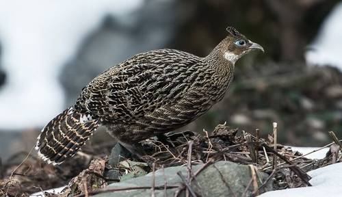Гималайские путешественники. Часть 2. Как наладить общение?