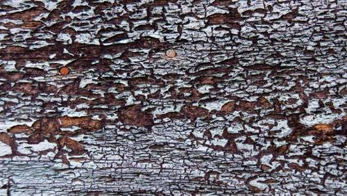 Какой маникюр на пике популярности? Кракелюр