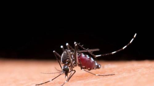 На что слетаются комары и как правильно одеваться, чтобы не провоцировать их?