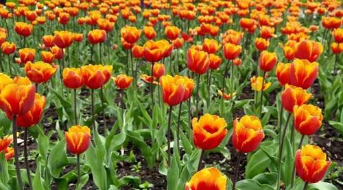 Двуцветные тюльпаны, Кропивницкий