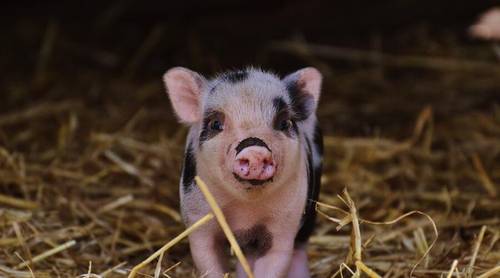 Фермерский опыт. Как разводить свиней?