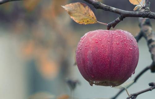 Что можно приготовить из яблочек?