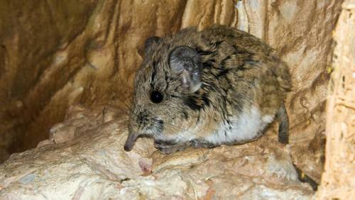 Короткоухая слоновая землеройка (Macroscelides proboscideus)