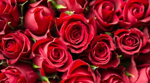 Какие розы подарить маме на день рождения?