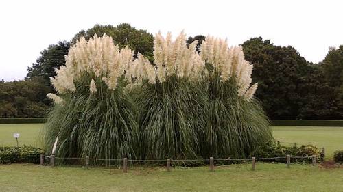 Большой «куст» пампасной травы в ботаническом саду Джиндаи Garden, Токио, Япония) высотой 4 м и диаметром 7 м возрастом более 40 лет, 2007 г.