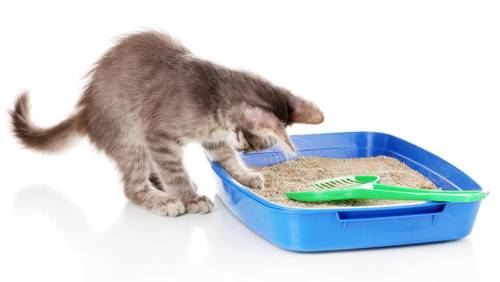 Наполнитель для кошачьего лотка - тоже цеолит