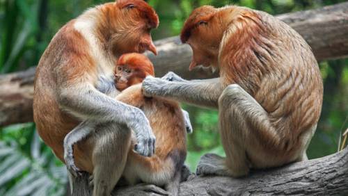 Теория «alfa-parenting»: семья — как животная стая, где родители — «альфы»