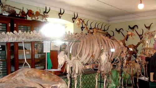 Скелет стеллеровой коровы в Зоологическом музее имени Бенедикта Дыбовского во Львове