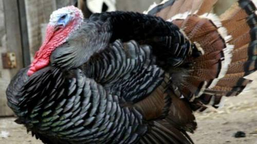 Индюк Черныш