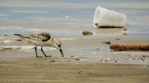 Может ли мир прожить без пластмассы?