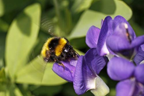 Шмель на цветке баптизии (Baptisia australis)