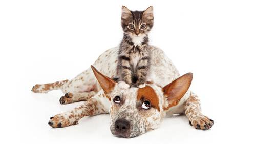 Что такое толерантность?