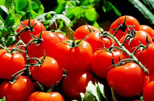 Как правильно выбирать красные помидоры?