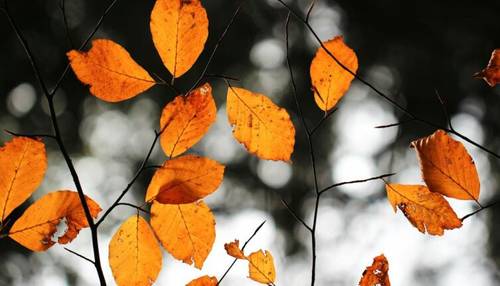 Почему в славянской мифологии Авсень стал «богом осени»?