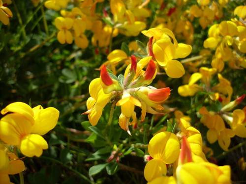 Лядвенец рогатый (Lotus corniculatus)