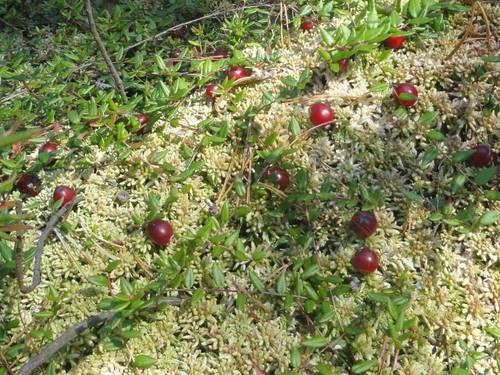 Клюква обыкновенная (Vaccinium oxycoccos)