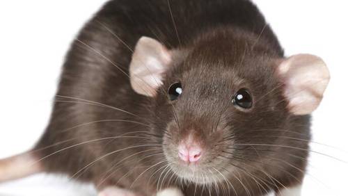 Крысы: почему от них невозможно избавиться?