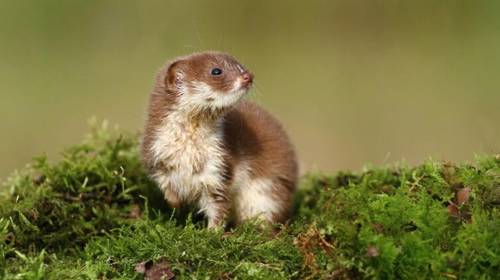 Галантида. Почему она превратилась в ласку?