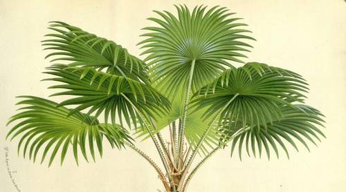 Какую пальму посадить дома?