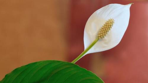 Спатифиллум (Spathiphyllum)