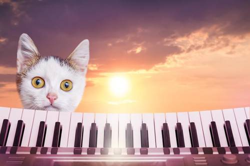 Кто живёт в стране Фантазёрии? Сказка о радужных музыкальных кошках