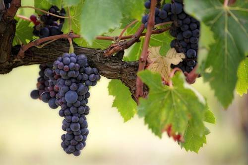 Как спасти виноград во время похолодания?