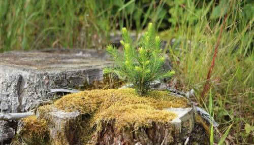 Вещий Пень и Сосна. Придут ли люди к Сосне?