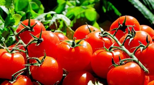 Как законсервировать помидоры?