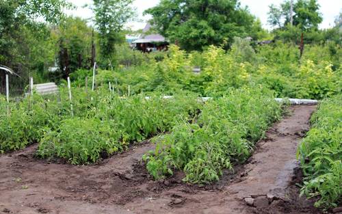 Огородник присматривает за огородом