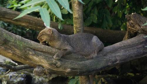 Ягуарунди: кошка, которая не хочет быть кошкой?