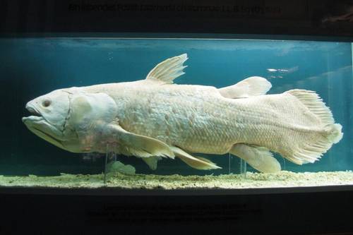 Латимерия, отряда целакантообразных (Coelacanthiformes)