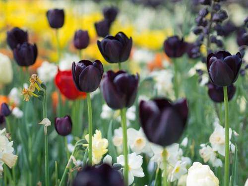 Черный тюльпан на самом деле темно-фиолетовый