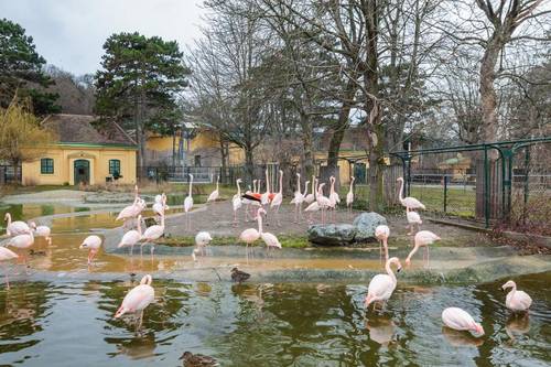 Фламинго в зоопарке Вены