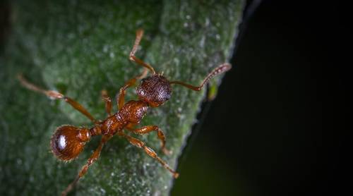 Как паучок Любознайка изучал мир муравьёв?