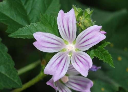 Мальва Линнея (Malva linnaei), растение названо в честь Карла Линнея