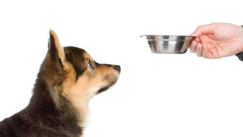 Страсти вокруг сухого корма. Чем кормить собаку?