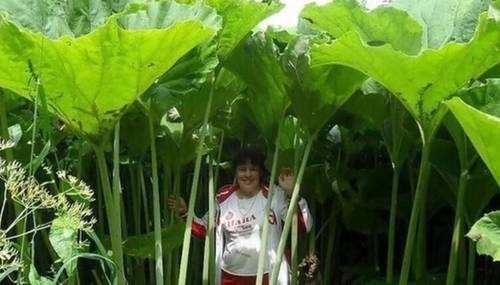 В чем причина гигантизма растений Сахалина?