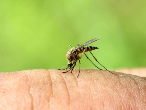 Как спастись от комаров народными средствами?