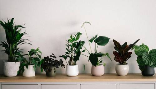 Почему плохо растут комнатные растения и как это исправить?