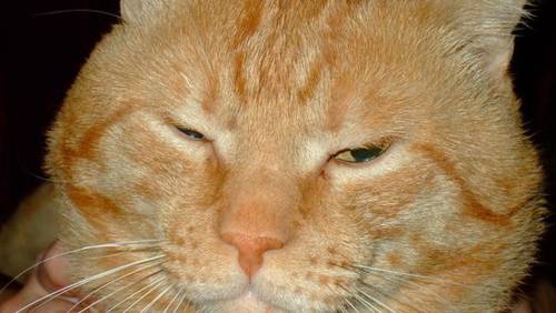 Весьма благородный, если судить по кровным родственникам