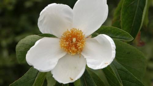 Франклиния (Franklinia alatamaha)