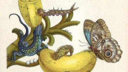 Фрагмент иллюстрации из книги «Metamorphosis insectorum surinamensium» работы Марии Сибиллы Мериан