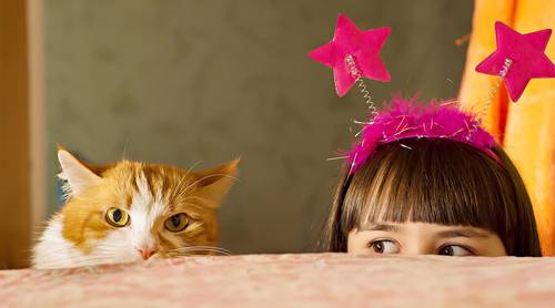 Опасности для кошки в квартире: на что обратить внимание?