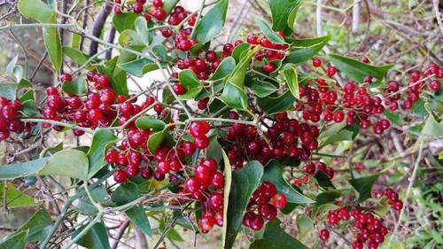 9 Motivi Per Mangiare Le Olive Nere Giornalmente Ambiente Bio