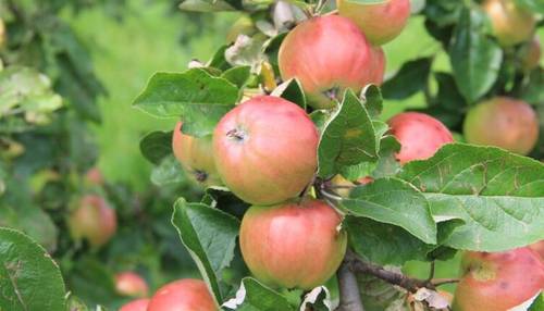 На что обратить внимание при выращивании колоновидной яблони?