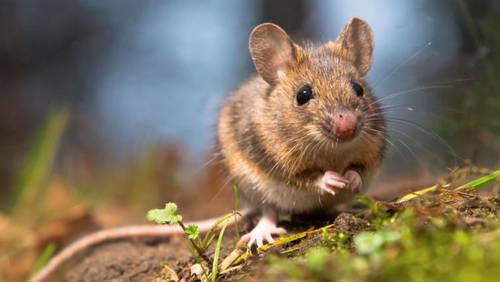 Могут ли крысы и мыши быть полезными, почитаемыми и съедобными?