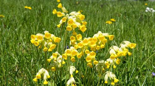 Что такое первоцвет?